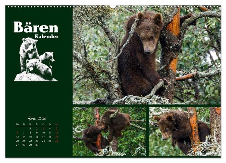 Produktbild: B&auml;renkalender (hochwertiger Premium Wandkalender 2026 DIN A2 quer), Kunstdruck in Hochglanz