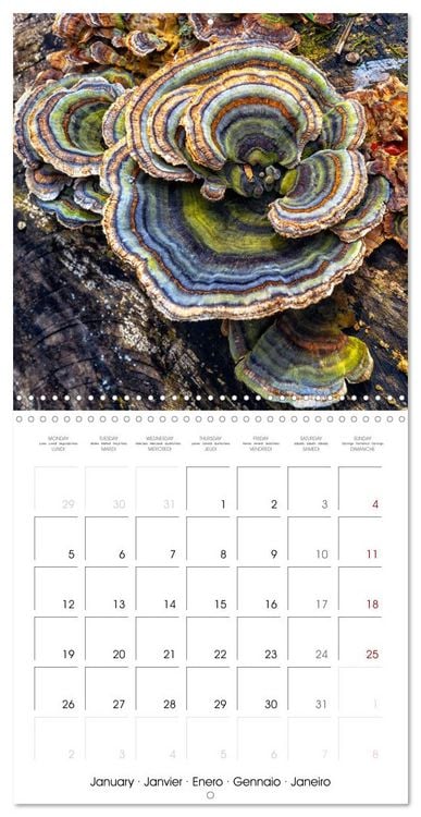 Produktbild: Champignons grignot&eacute;s (Calendrier mural carr&eacute; 2026 30x30 cm) Calendrier double avec une page pour vos prises de notes