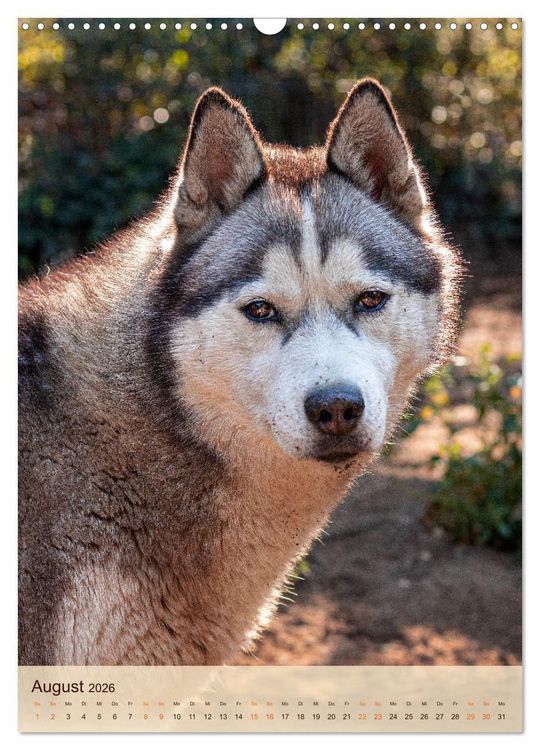 Produktbild: Im Husky-Rudel (Wandkalender 2026 DIN A3 hoch), CALVENDO Monatskalender