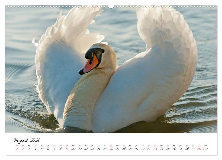Produktbild: Ein Jahr mit den Schw&auml;nen (Wandkalender 2026 DIN A2 quer), CALVENDO Monatskalender