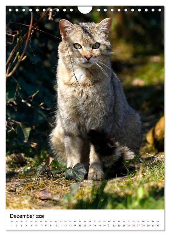 Produktbild: Kleine Tiger im Wald (Wandkalender 2026 DIN A4 hoch), CALVENDO Monatskalender
