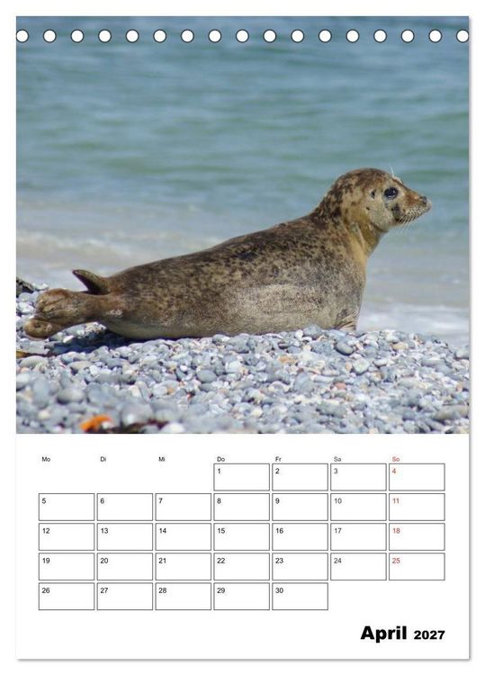 Produktbild: Liebenswerte Robben (Tischkalender 2027 DIN A5 hoch), CALVENDO Monatskalender