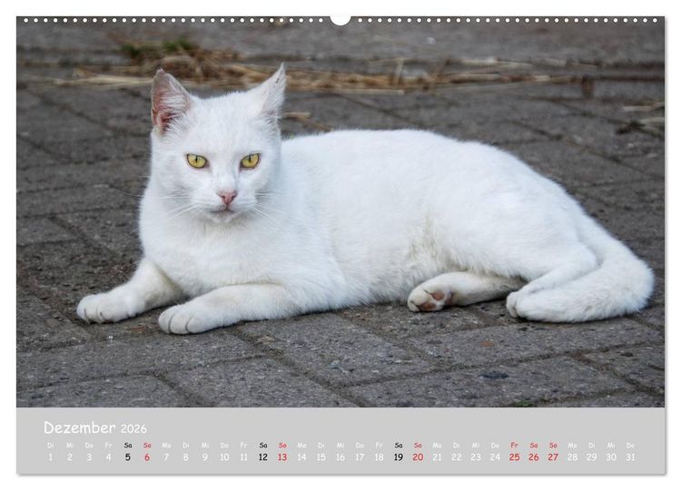 Produktbild: Katzen des S&uuml;dens (hochwertiger Premium Wandkalender 2026 DIN A2 quer), Kunstdruck in Hochglanz
