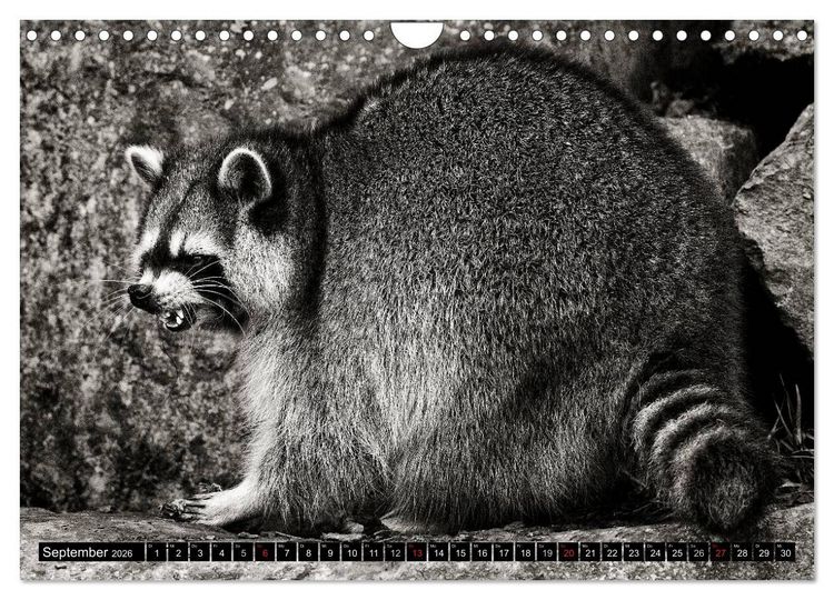 Produktbild: Waschb&auml;ren - Maskierte Gauner (Wandkalender 2026 DIN A4 quer), CALVENDO Monatskalender