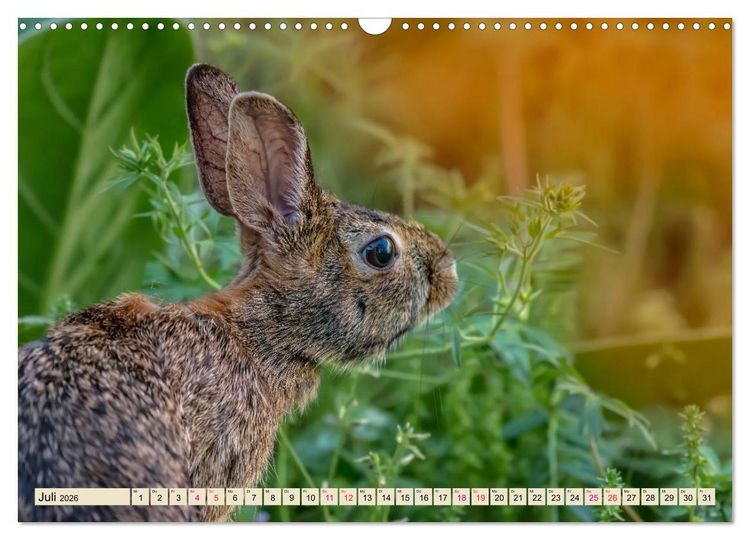 Produktbild: Feldhasen und Kaninchen (Wandkalender 2026 DIN A3 quer), CALVENDO Monatskalender