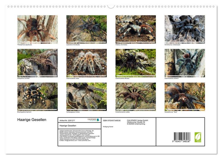 Produktbild: Haarige Gesellen (hochwertiger Premium Wandkalender 2026 DIN A2 quer), Kunstdruck in Hochglanz