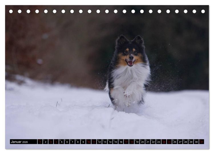 Produktbild: Shetland Sheepdogs - Kleine Charmeure (Tischkalender 2026 DIN A5 quer), CALVENDO Monatskalender