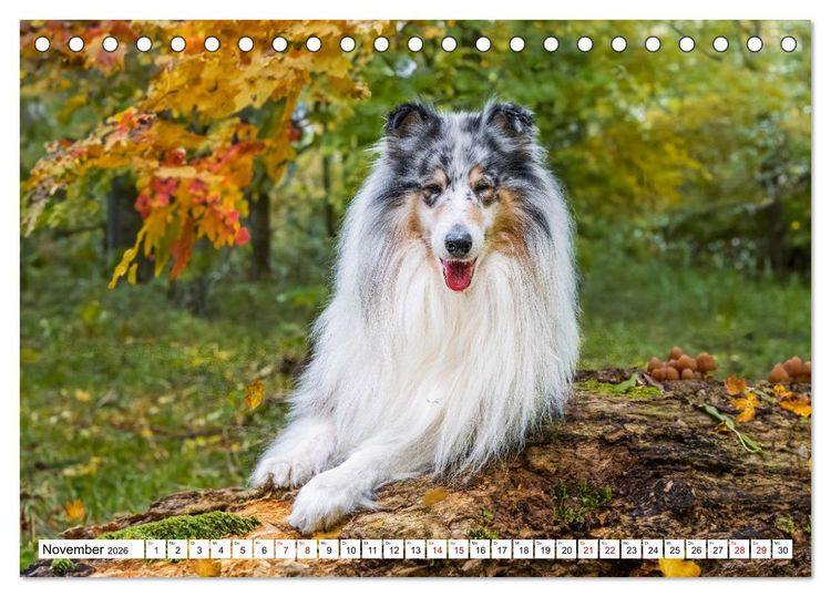 Produktbild: Traumhund Collie - Mein bester Freund (Tischkalender 2026 DIN A5 quer), CALVENDO Monatskalender
