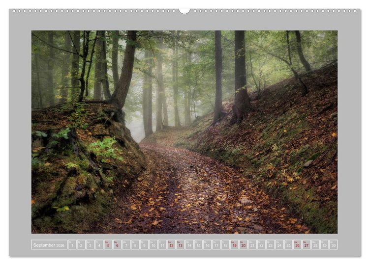 Produktbild: Wald im Licht (Wandkalender 2026 DIN A2 quer), CALVENDO Monatskalender
