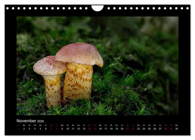 Produktbild: Pilzgalerie - Heimische Pilze aus der Region Rheinland-Pfalz (Wandkalender 2026 DIN A4 quer), CALVENDO Monatskalender