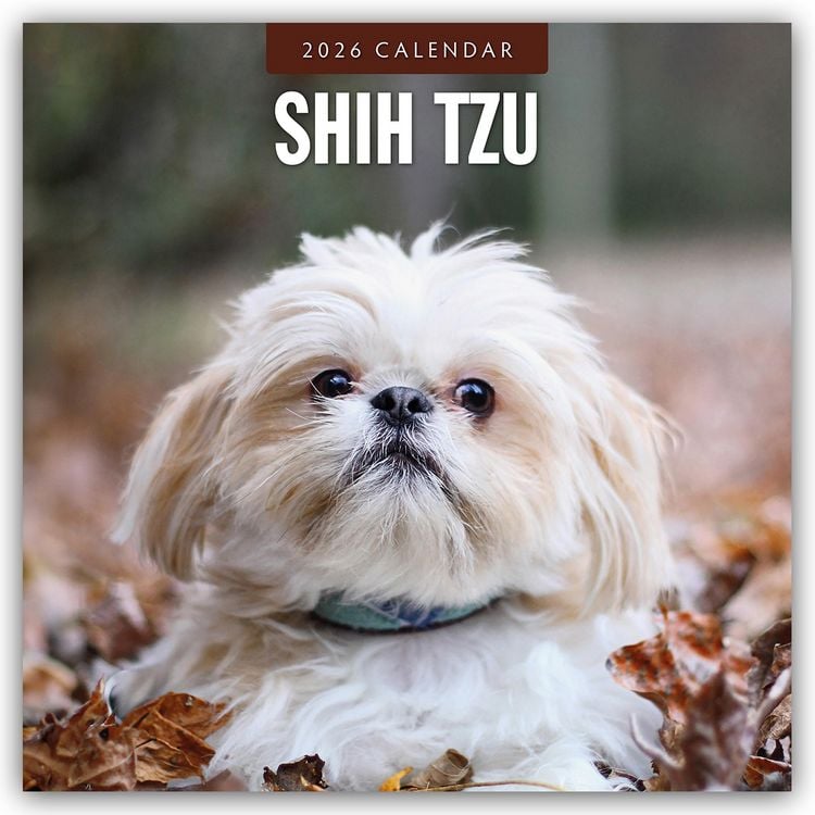 Produktbild: Shih Tzu 2026 – 16-Monatskalender
