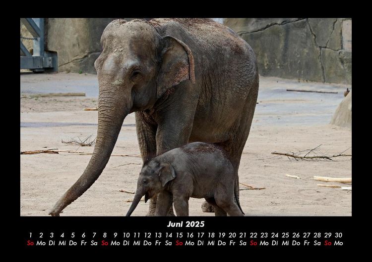 Produktbild: Der Elefantenkalender 2025 Fotokalender DIN A3