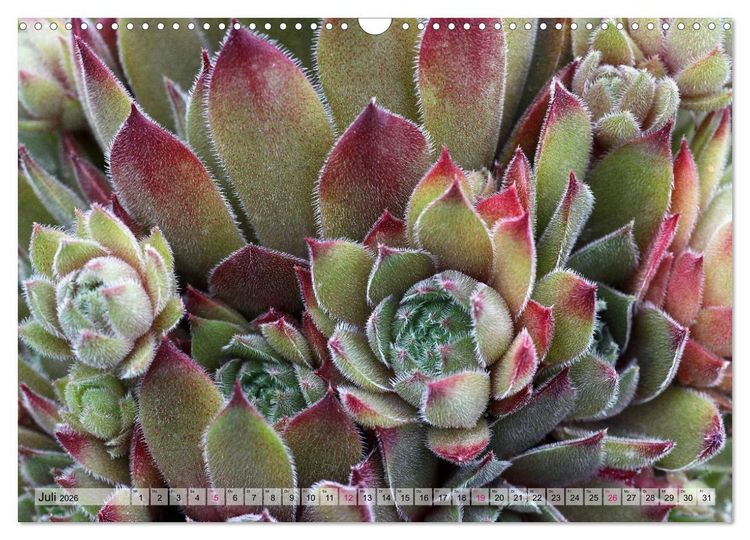 Produktbild: Sempervivum - Hauswurz (Wandkalender 2026 DIN A3 quer), CALVENDO Monatskalender