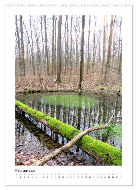 Produktbild: Mein Sehnsuchtsort, der Wald (Wandkalender 2026 DIN A2 hoch), CALVENDO Monatskalender