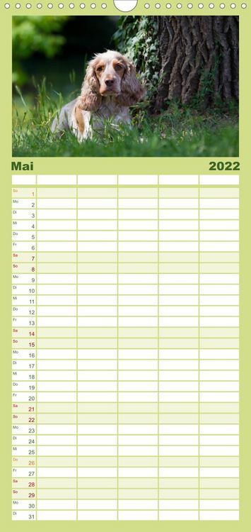 Produktbild: Familienplaner English Cocker Spaniel - Fr&ouml;hliche Gesellen (Wandkalender 2022 , 21 cm x 45 cm, hoch)
