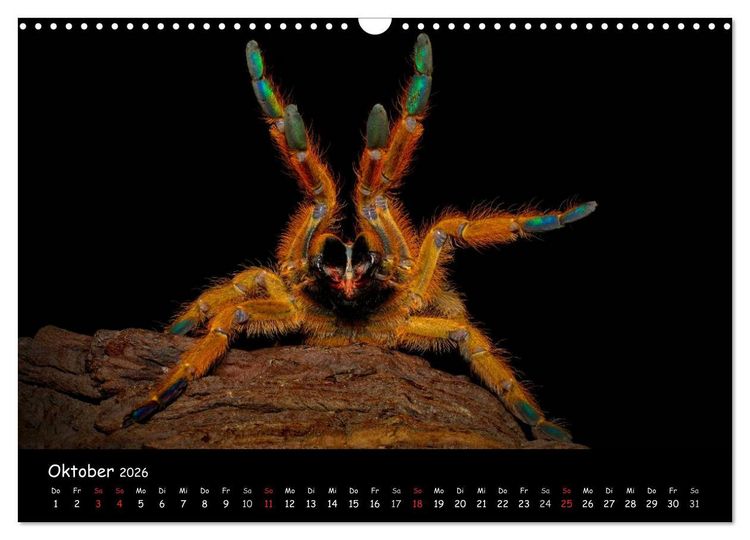 Produktbild: Mystische Vogelspinnen (Wandkalender 2026 DIN A3 quer), CALVENDO Monatskalender