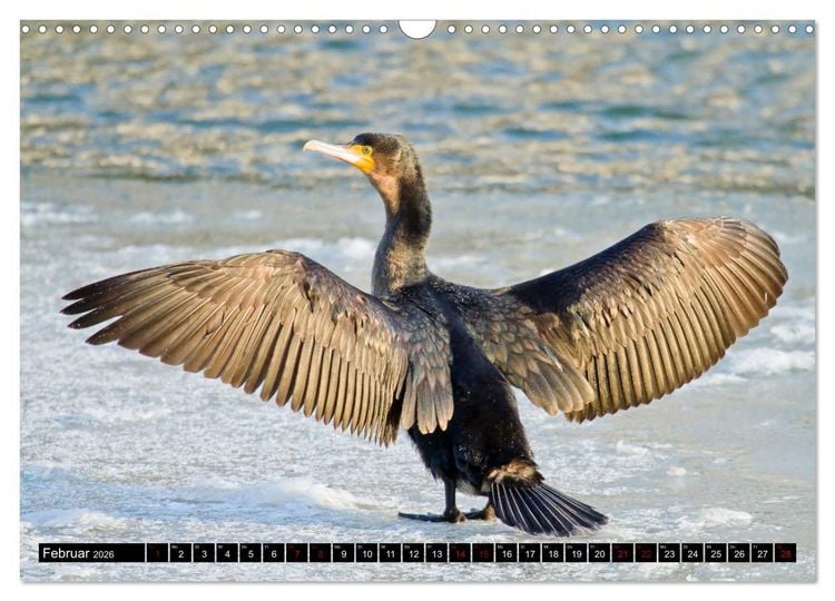 Produktbild: Der Kormoran - Ein intelligenter Fischj&auml;ger (Wandkalender 2026 DIN A3 quer), CALVENDO Monatskalender