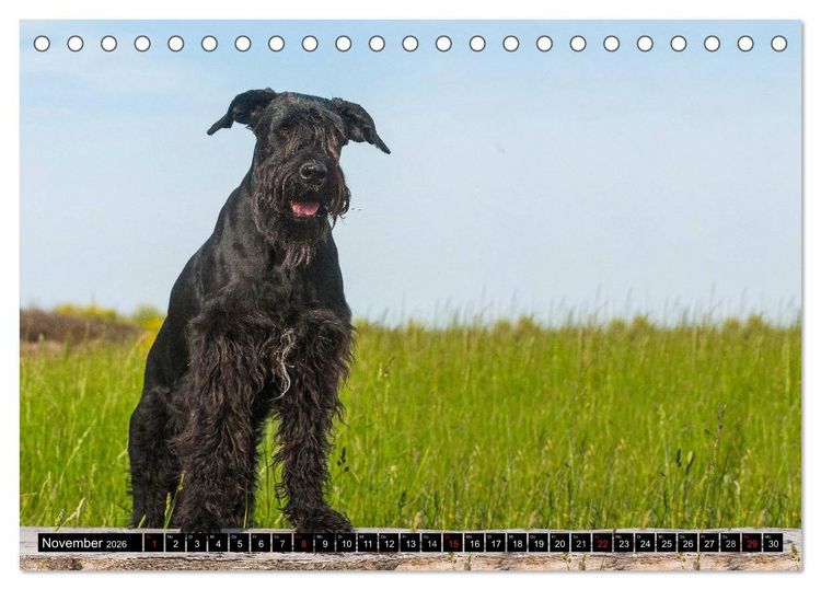 Produktbild: Treuer Freund Riesenschnauzer (Tischkalender 2026 DIN A5 quer), CALVENDO Monatskalender