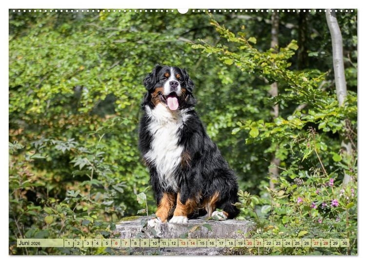 Produktbild: Schweizer Sennenhunde - Appenzeller - Berner - Entlebucher - Gro&szlig;e Schweizer (hochwertiger Premium Wandkalender 2026 DIN A2 quer), Kunstdruck in Hochglanz
