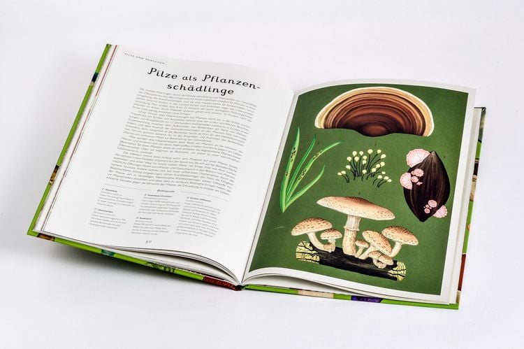 Produktbild: Das Museum der Pilze
