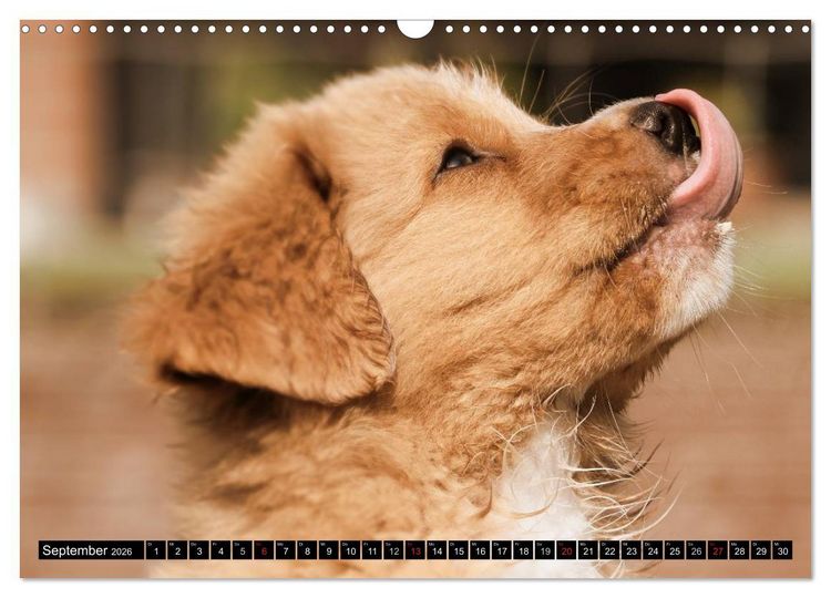 Produktbild: Nova Scotia Duck Tolling Retriever (Wandkalender 2026 DIN A3 quer), CALVENDO Monatskalender
