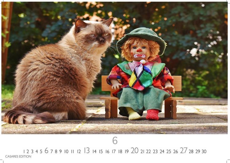 Produktbild: Funny Cats Kalender 2027 &ndash; Wandkalender | Fotokalender Tierkalender 35x50cm - Witziger Katzenkalender