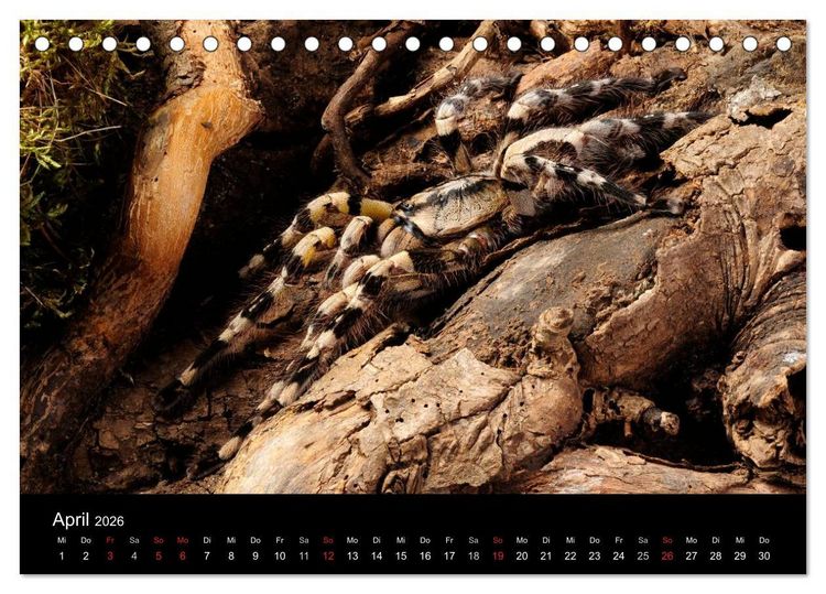 Produktbild: Vogelspinnen - Tarantulas (Tischkalender 2026 DIN A5 quer), CALVENDO Monatskalender