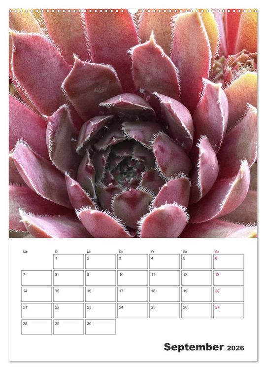 Produktbild: Ich liebe Sempervivum (hochwertiger Premium Wandkalender 2026 DIN A2 hoch), Kunstdruck in Hochglanz