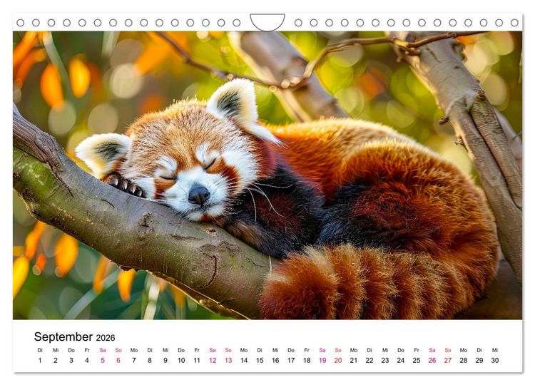 Produktbild: Der Rote Panda (Wandkalender 2026 DIN A4 quer), CALVENDO Monatskalender