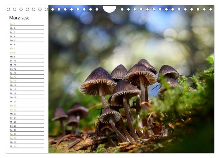 Produktbild: Schwammerl Egerlinge Pilze (Wandkalender 2026 DIN A4 quer), CALVENDO Monatskalender