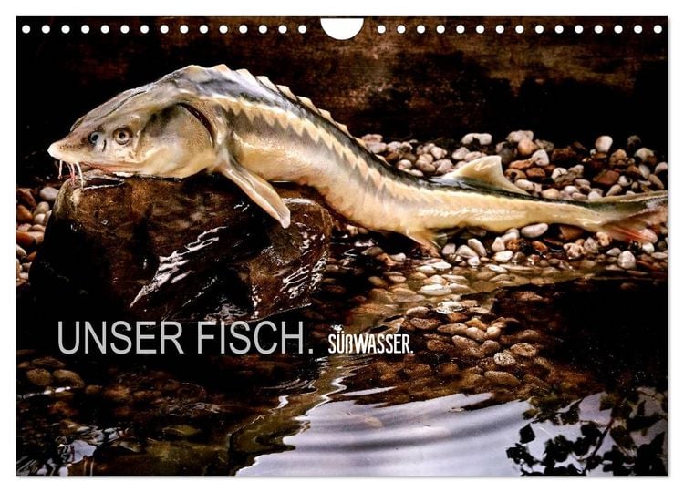 Produktbild: UNSER FISCH. S&Uuml;&szlig;WASSER. (Wandkalender 2026 DIN A4 quer), CALVENDO Monatskalender