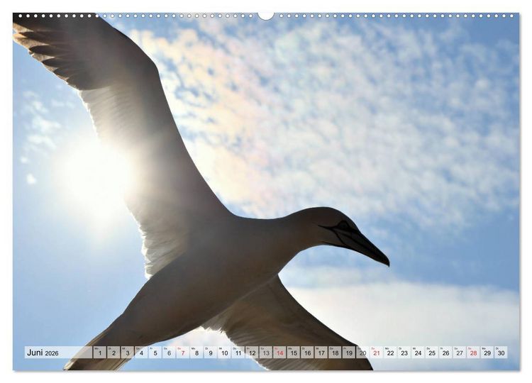 Produktbild: Sch&ouml;ne Basst&ouml;lpel (Wandkalender 2026 DIN A2 quer), CALVENDO Monatskalender