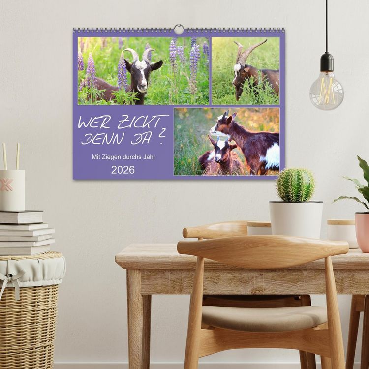 Produktbild: Wer zickt denn da? Mit Ziegen durchs Jahr (Wandkalender 2026 DIN A3 quer), CALVENDO Monatskalender