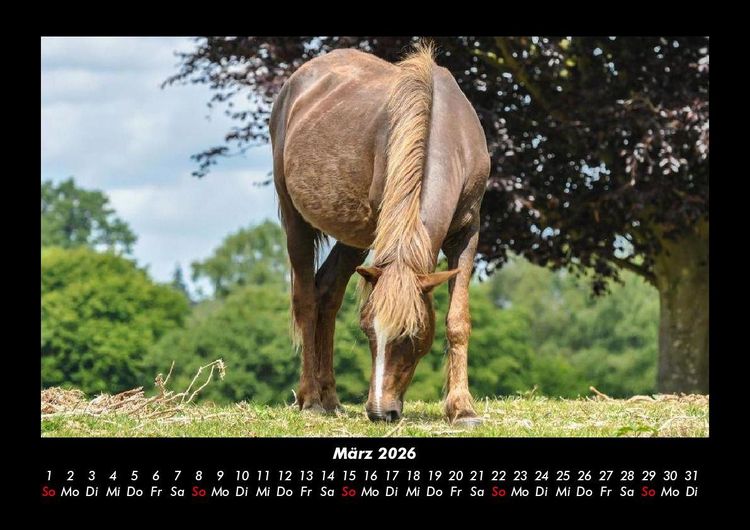 Produktbild: Pferdetraum 2026 Fotokalender DIN A3