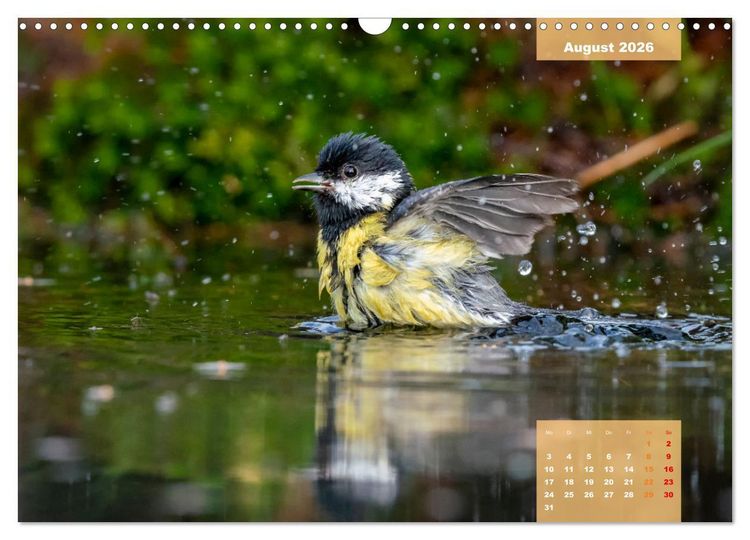 Produktbild: SINGV&Ouml;GEL - Die pr&auml;chtigen S&auml;nger in sch&ouml;nem Ambiente (Wandkalender 2026 DIN A3 quer), CALVENDO Monatskalender