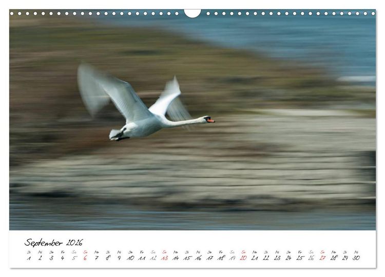 Produktbild: Ein Jahr mit den Schw&auml;nen (Wandkalender 2026 DIN A3 quer), CALVENDO Monatskalender