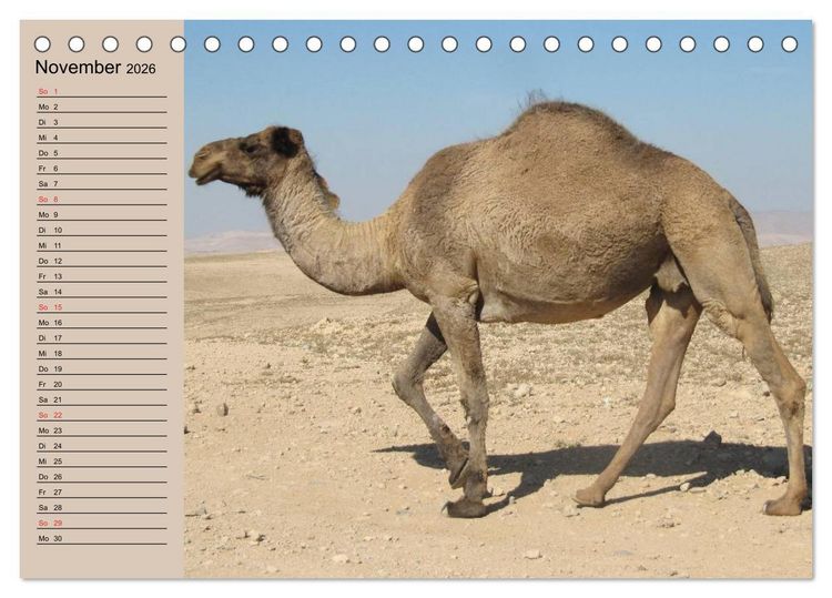 Produktbild: Kamele in der W&uuml;stensonne (Tischkalender 2026 DIN A5 quer), CALVENDO Monatskalender