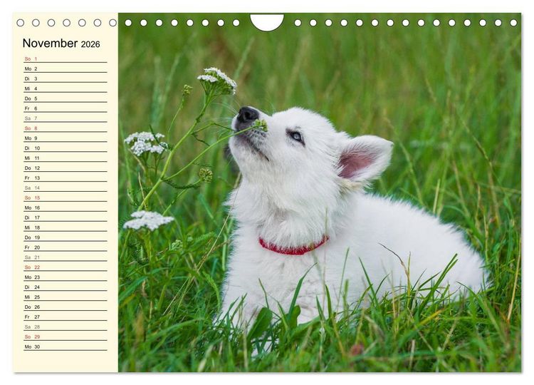 Produktbild: Wei&szlig;er Schweizer Sch&auml;ferhund - Ein Tag im Leben einer Hundefamilie (Wandkalender 2026 DIN A4 quer), CALVENDO Monatskalender
