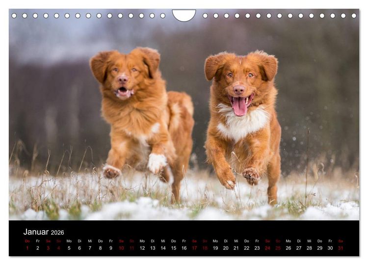 Produktbild: Toller - Nova Scotia Duck Tolling Retriever (Wandkalender 2026 DIN A4 quer), CALVENDO Monatskalender
