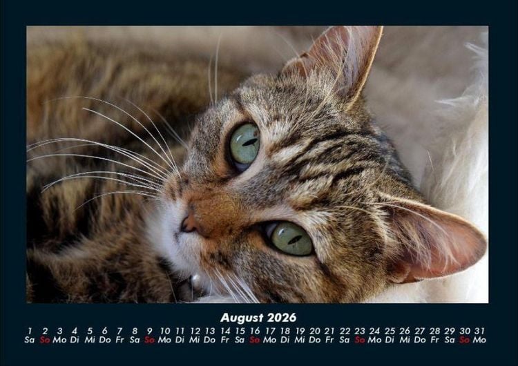 Produktbild: F&uuml;r Katzenfreunde 2026 Fotokalender DIN A4