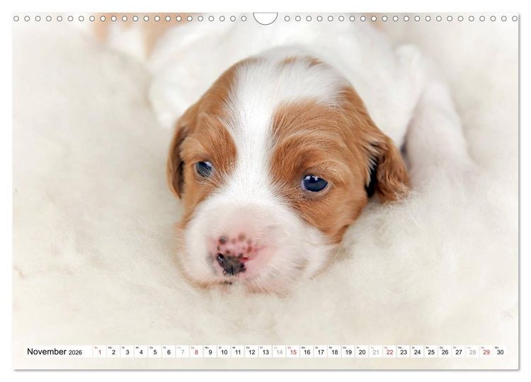 Produktbild: Irish Red and White Setter Welpen (Wandkalender 2026 DIN A3 quer), CALVENDO Monatskalender