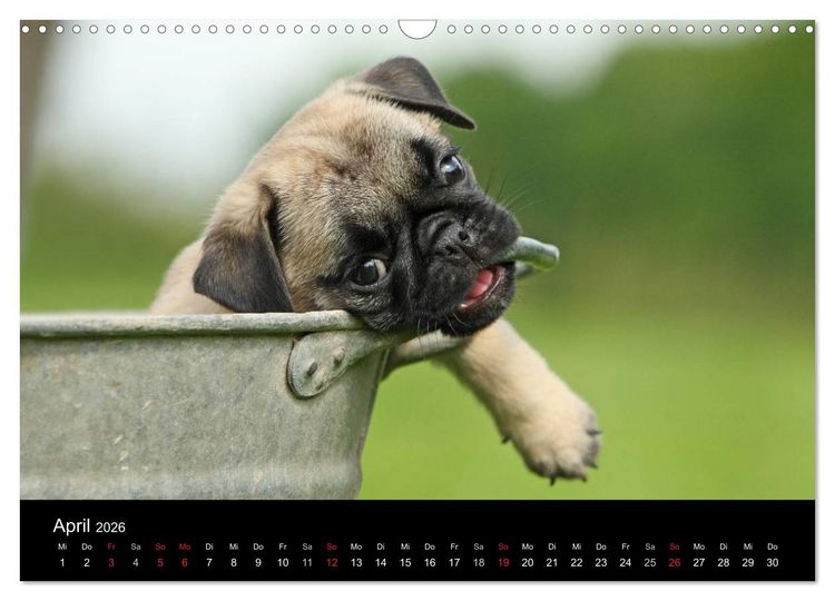 Produktbild: Der MOPS-Kalender (Wandkalender 2026 DIN A3 quer), CALVENDO Monatskalender