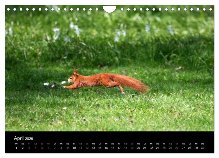 Produktbild: Eichh&ouml;rnchen (Wandkalender 2026 DIN A4 quer), CALVENDO Monatskalender