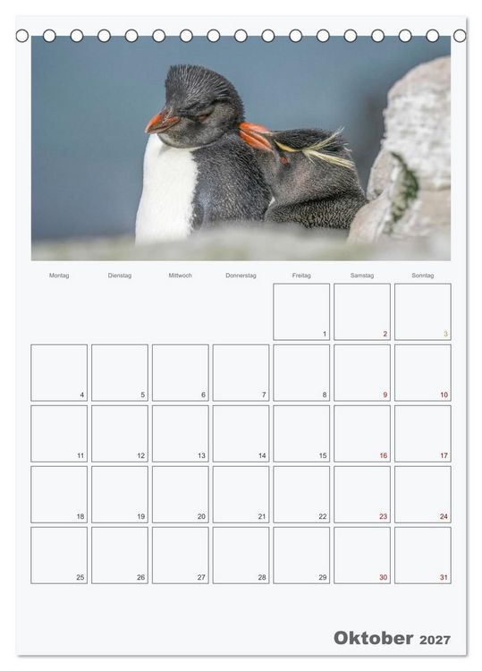 Produktbild: Alltag bei den Pinguinen auf Falkland (Tischkalender 2027 DIN A5 hoch), CALVENDO Monatskalender