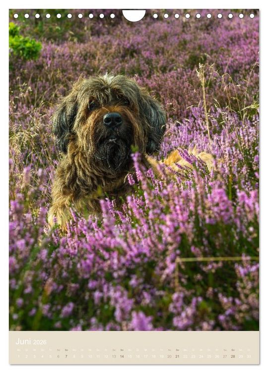 Produktbild: Briard-Gesichter (Wandkalender 2026 DIN A4 hoch), CALVENDO Monatskalender