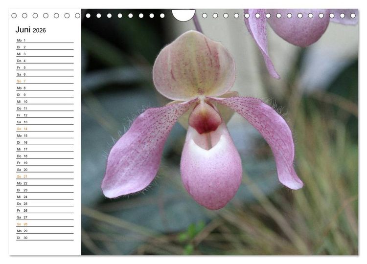 Produktbild: Prachtvolle Orchideen (Wandkalender 2026 DIN A4 quer), CALVENDO Monatskalender