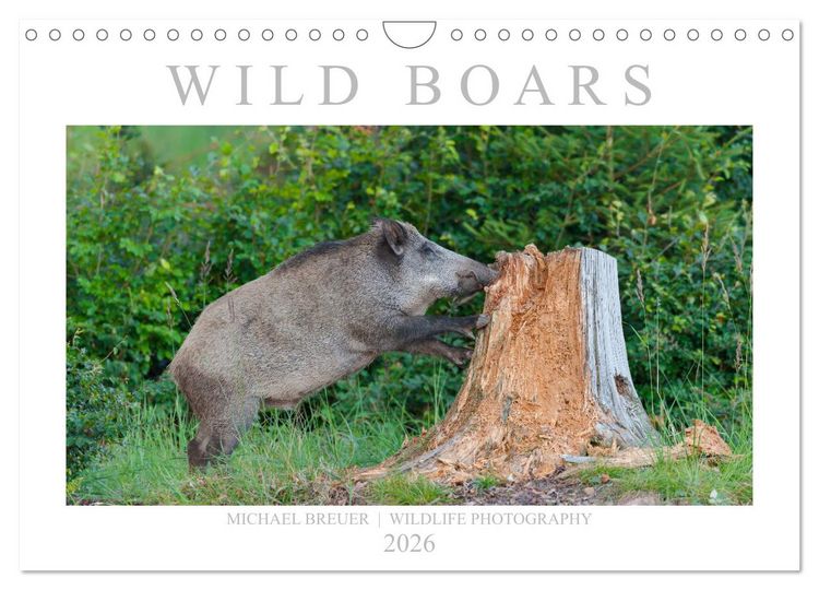 Produktbild: Wild Boars (Wall Calendar 2026 DIN A4 landscape), CALVENDO 12 Month Wall Calendar