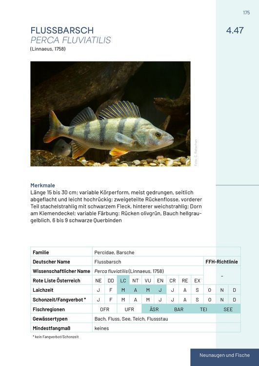 Produktbild: Neunaugen, Fische, Flusskrebse und Gro&szlig;muscheln in Salzburg