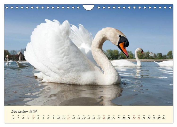 Produktbild: Vom K&uuml;ken zum stolzen Schwan (Wandkalender 2027 DIN A4 quer), CALVENDO Monatskalender