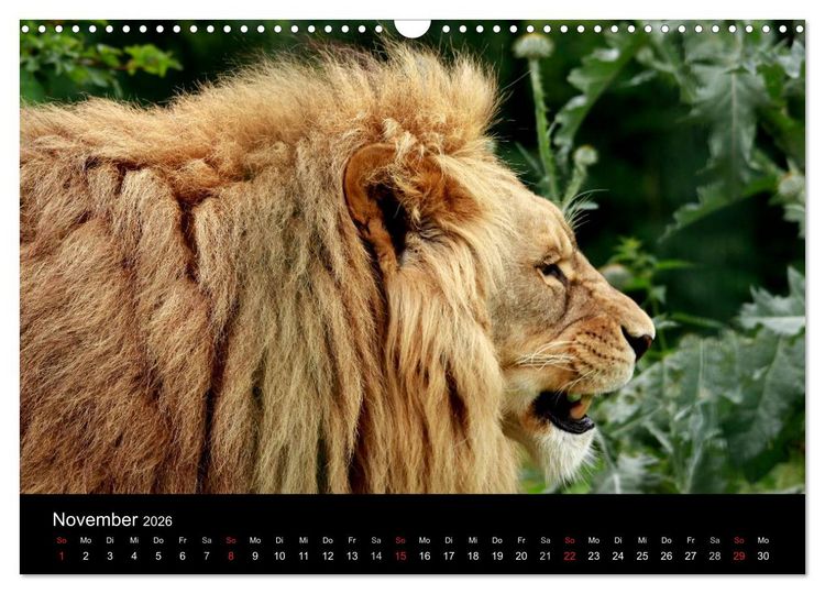 Produktbild: L&ouml;wen (Wandkalender 2026 DIN A3 quer), CALVENDO Monatskalender